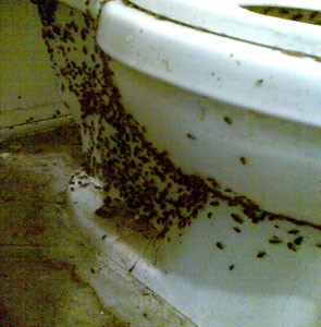 German cockroaches infesting a toilet